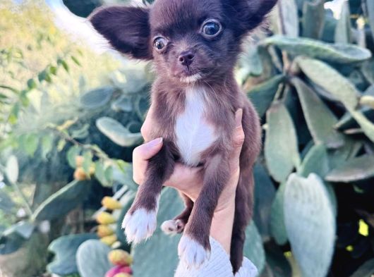 Teacup Kg Garantili Chocolate Chihuhahua görsel
