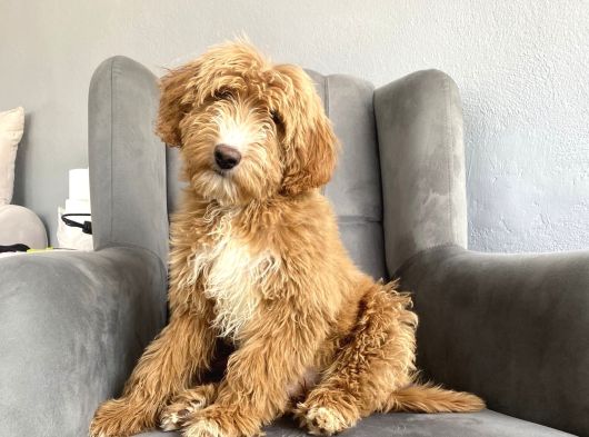 Gerçek Doodle Bebeği̇mi̇z Gi̇ant Aşili Garanti̇li̇