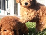 Enfes Güzellikte Poodle Bebeklerimiz