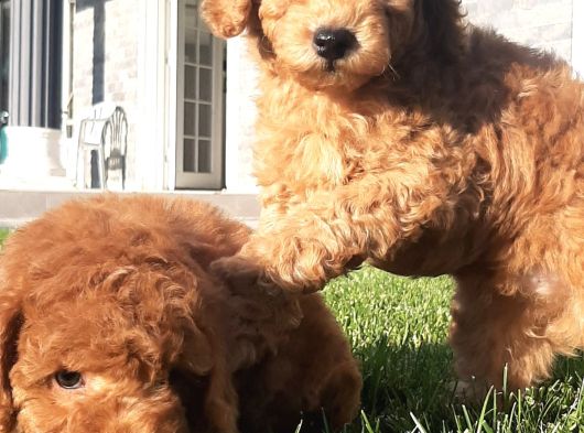 Enfes Güzellikte Poodle Bebeklerimiz görsel