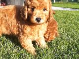 Enfes Güzellikte Poodle Bebeklerimiz