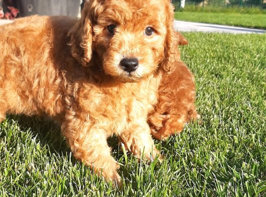 Enfes Güzellikte Poodle Bebeklerimiz görsel
