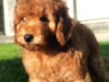 Enfes Güzellikte Poodle Bebeklerimiz