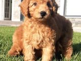 Enfes Güzellikte Poodle Bebeklerimiz
