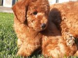 Enfes Güzellikte Poodle Bebeklerimiz