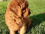 Enfes Güzellikte Poodle Bebeklerimiz
