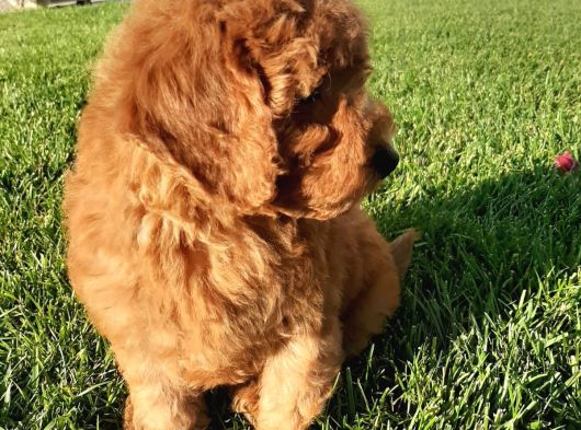 Enfes Güzellikte Poodle Bebeklerimiz görsel