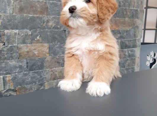 Benzersiz Güzellikte Maltipo Bebeklerimiz görsel