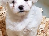 Muhteşem güzellikte maltese