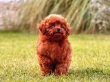 Show Kalite Toy Poodle Yavruları İstanbul