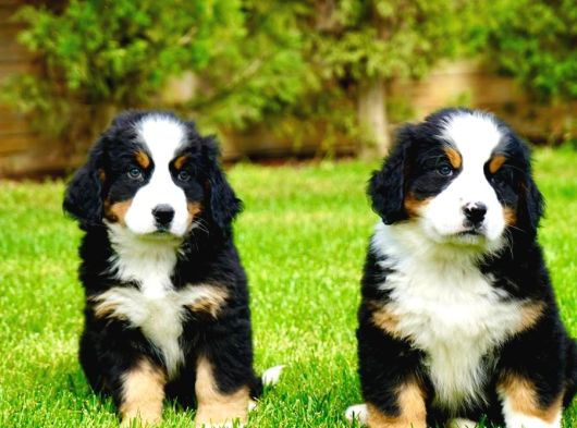 Kraliyet Soyundan Gelen Bernese Yavruları görsel
