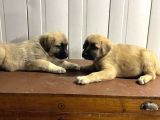 Süper Kangal Yavruları
