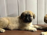 Süper Kangal Yavruları