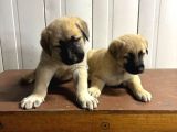 Süper Kangal Yavruları