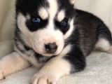 Husky bebekler