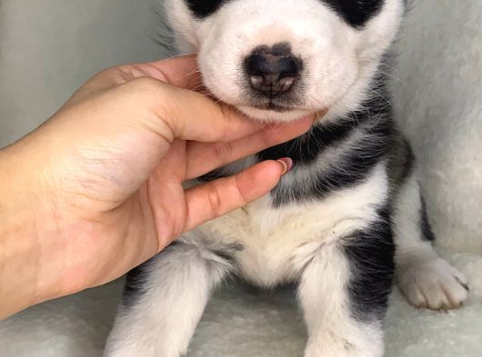 Husky Bebekler görsel