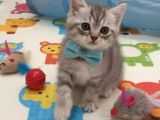 Sevi̇mli̇ Masum Bebeği̇m Tesli̇me Hazir