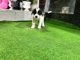 Ankara Border Collie Yavrulari