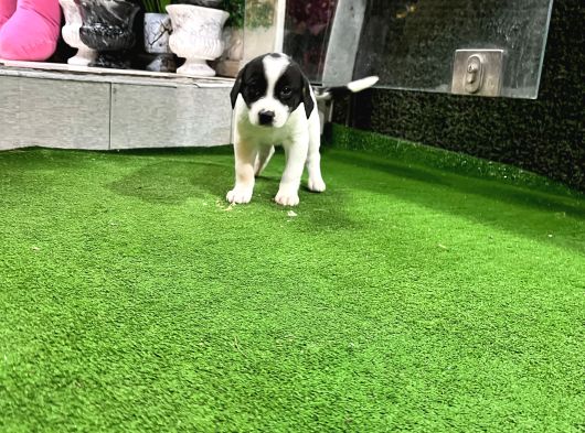 Ankara Border Collie Yavrulari görsel