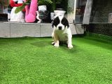 Ankara Border Collie Yavrulari
