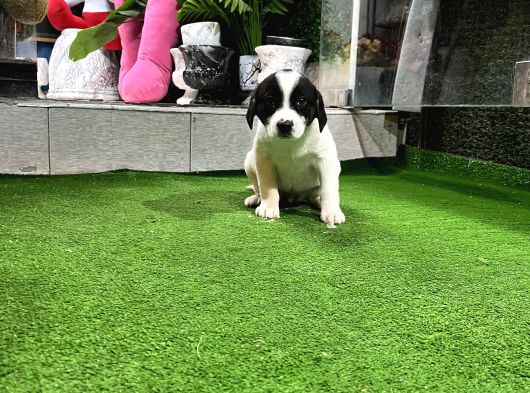 Ankara Border Collie Yavrulari görsel