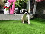 Ankara Border Collie Yavrulari