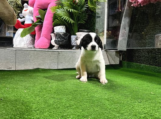 Ankara Border Collie Yavrulari görsel