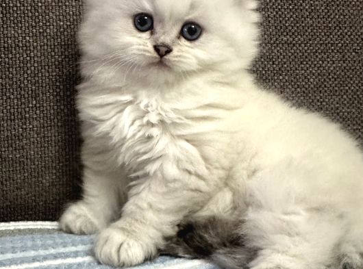 Minik Kardeşler görsel
