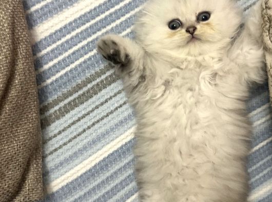 Minik Kardeşler görsel