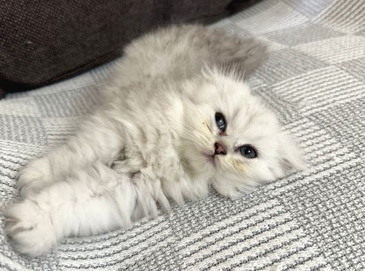 Minik Kardeşler görsel