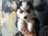 Masmavi Gözlerle Husky Bebekler