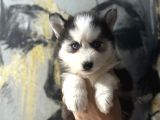 Masmavi gözlerle husky bebekler