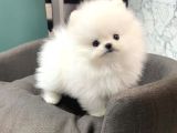 Pomeranian boo