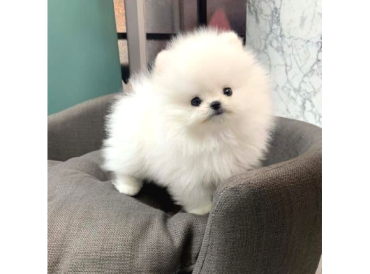 Pomeranian boo