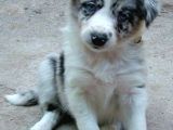 Bordor Collie Merle Bebeklerimiz Teslime Hazır
