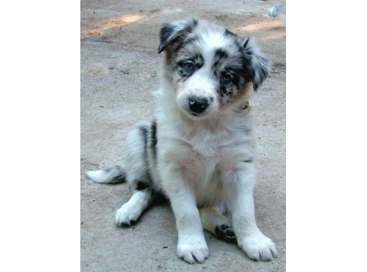 Bordor Collie Merle Bebeklerimiz Teslime Hazır görsel