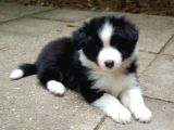 Bordor Collie