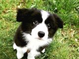 Bordor Collie