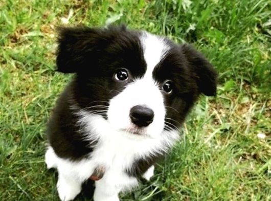 Bordor Collie görsel