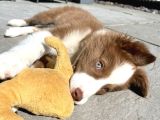 Bordor collie
