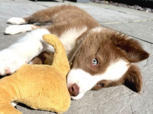 Bordor Collie