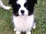 Bordor Collie