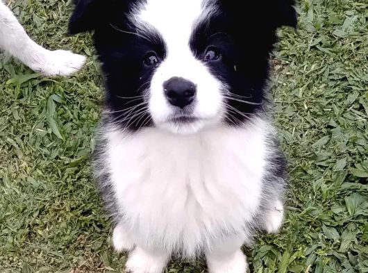 Bordor Collie görsel
