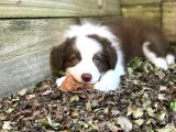 Bordor Collie