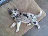 Bordor Collie Merle bebeklerimiz teslime hazır