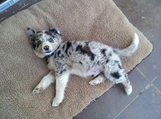 Bordor Collie Merle bebeklerimiz teslime hazır