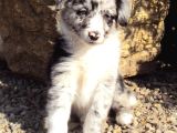 Bordor Collie Merle Bebeklerimiz Teslime Hazır