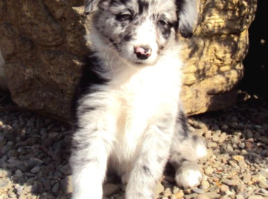 Bordor Collie Merle Bebeklerimiz Teslime Hazır görsel