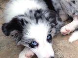 Bordor Collie Merle Bebeklerimiz Teslime Hazır
