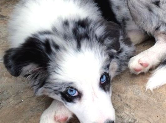 Bordor Collie Merle Bebeklerimiz Teslime Hazır görsel